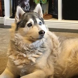 Meet your Posher, Dawn